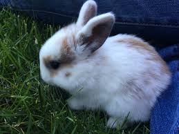 Holland Lop Rabbit Mini Rex Mix Pet Bunny Holland Lop Bunnies Funny Animals