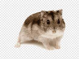 Use it in your personal projects or share it as a cool sticker on whatsapp, tik tok, instagram, facebook messenger, wechat, twitter or in other messaging apps. Zwerghamster Nagetier Goldhamster Roborovski Hamster Djungarian Hamster Andere Png Pngwing