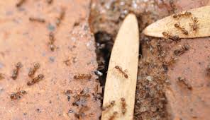 Call us and find out why we are the leading pest control company in singapore. Nokomis Fl Exterminator Venice Pest Control