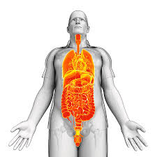 The torso or trunk is an anatomical term for the central part, or core, of many animal bodies (including humans) from which extend the neck and limbs. Male Torso Organs Photograph By Pixologicstudio Science Photo Library