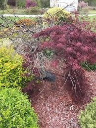 Check spelling or type a new query. What Is Wrong With My Japanese Maple Last Year After Winter It Had A Small Section Of Dead Branches This Year It Has Doubled Gardening