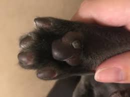 What Is This Hard Growth On Cat S Paw Pad