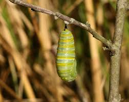 Use a marker to draw in extra details. The Very Hungry Caterpillar And Its Life Cycle National Geographic Society