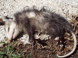 13 Facts About Opossums Mental Floss