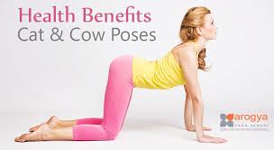 It stretches the back torso and neck, and softly stimulates and strengthens the abdominal organs. Health Benefits Of Cat Cow Poses Perform Cat Cow Face Pose Benefits