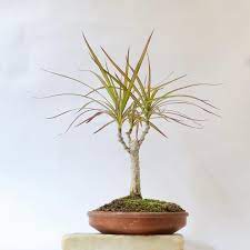 Update To Dracaena Marginata Bonsai De Aiguafreda Facebook