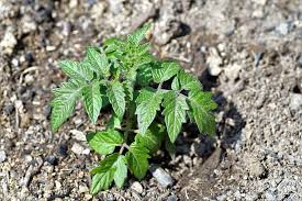 Check spelling or type a new query. 10 Practical Ways To Use Epsom Salt For Plants Dre Campbell Farm