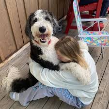 This is a list of common dog crossbreeds.these are crossbreed dogs created deliberately by crossing two purebred dogs.some are known as designer dogs and are bred as companion dogs, often given portmanteau names derived from those of the parent breeds, others are bred for to combine specific working qualities inherent in the parent breeds. 330 Sheepadoodles By Design Ideas Design Sheepadoodle Panda Dog