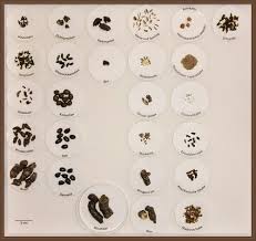 (tiere) von welchem tier kann dieser kot sein tiere tierkot im garten bestimmen losung von welchem tier? Bestimmung Kleiner Wirbeltiere Anhand Ihrer Losung Nds Landesamt Fur Verbraucherschutz Und Lebensmittelsicherheit