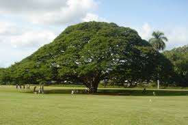 Similar to thailand, the trees that you see i love so much. Samanea Saman Wikipedia