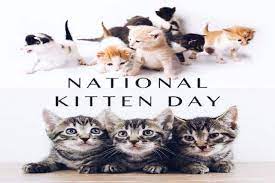 Big cats prosper in india, world's largest tiger range country on world tiger day 2021, a look at the improving tiger population in india and their current conservation status. National Kitten Day 2020 History Significance Of The Day And How It Is Celebrated