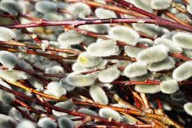 Image result for Salicaceae