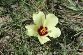 Image result for Hibiscus pusillus