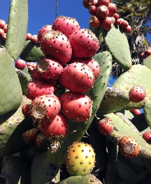 Opuntia ficus-indica - Cactus Jungle