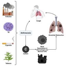 Image result for Anthericopsis