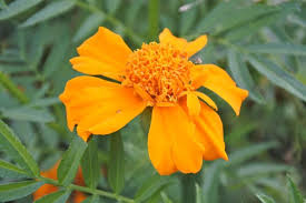 Bunga tahi ayam, secara ilmiah bernama tagetes erecta l. Bunga Lantana Camara Tahi Ayam Flower Lantana Camara Steemit
