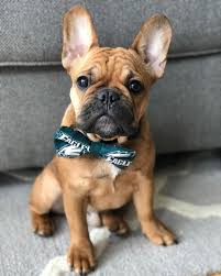 Bulldog Dogsofinstagram Dog Frenchie Dogs Bulldogsofinstagram Frenchbulldog Puppy Englishbulldog Bully In 2020 Bulldog Puppies Bulldog Fawn French Bulldog