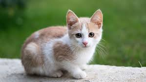 Curiosidades sobre los gatos domésticos