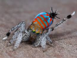 10 most unique animals in the world World S Strangest Animals Hgtv