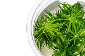 Image result for Eriocaulon bongense