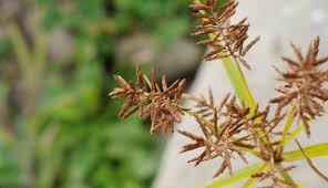 Image result for Cyperus esculentus