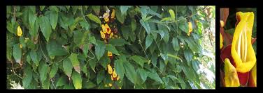 Image result for Thunbergia mysorensis