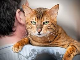 Image result for Cat Looking Back Jigsaw Puzzle