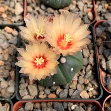 Image result for Thesium asterias