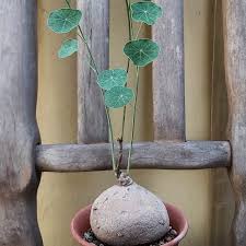 Maybe you would like to learn more about one of these? Stephania Erecta A Beginner S Guide Agriculture Monthly