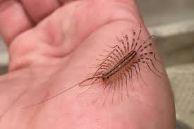 It S Venomous Has 30 Legs And Lives In Your House Orilliamatters Com