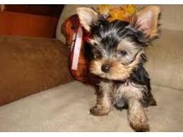 Very friendly and gorgeous yorkshire terrier puppy for sale. Aweson Yorkie Puppies For Sale Animals Alexandria Virginia Announcement 35476