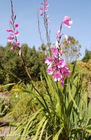 Image result for Watsonia borbonica