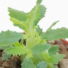 Image result for Tragia hildebrandtii