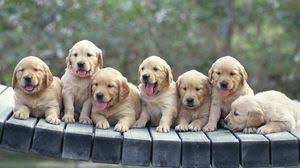 Puppies Tablet Laptop Wallpapers Hd Desktop Backgrounds 1366x768 Images And Pictures Cute puppies wallpaper shows irresistibly cute white mixed breed puppies which are also known as mongrels or mutts. puppies tablet laptop wallpapers hd