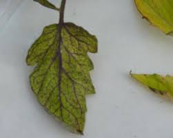 Check spelling or type a new query. How Did I Kill My Tomato Plants Piglet In Portugal