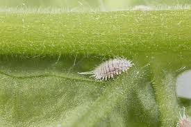 Cochinilla harinosa - Biocontrol, da�os y ciclo de vida
