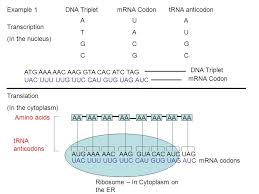 Example 1 Dna Triplet Mrna Codon Trna Anticodon