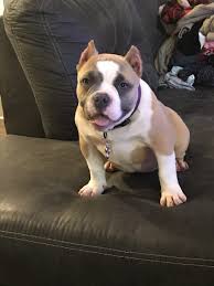 This breed is only 30 years old. American Bully Puppies For Sale Indian Trail Nc 341299
