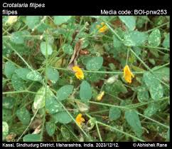 Image result for Crotalaria filicaulis