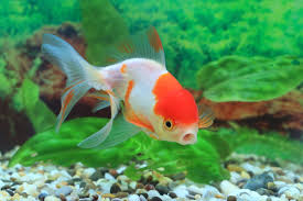 Oranda Goldfish: The Complete Care And Breeding Guide - Fishkeepingfans.com