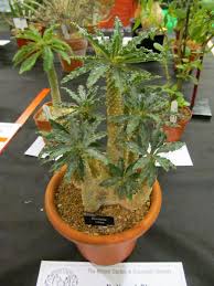 Image result for Dorstenia cuspidata