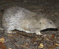 We did not find results for: Bandicoot Backyard Buddies