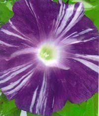 Raiko Lightning Large Purple Blooms W White Stripes Japanese Morning Glory Garden Vines Morning Glory Flowers Climbing Flowers