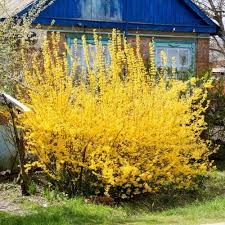 Forsythia Hedge Forsythia Intermedia Lynwood Gold