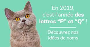 Check spelling or type a new query. Nom De Chat Commencant Par La Lettre P Ou Q Nos Idees Pour L Annee 2019 Choisir Son Chat Wamiz