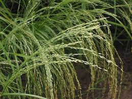 Image result for Eragrostis welwitschii