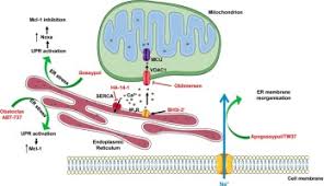 Image result for BCL2 Inhibitor