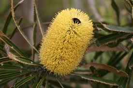 Image result for Banksia attenuata