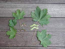 Maybe you would like to learn more about one of these? Some Maples Sugar Are More Desirable Than Others Norway