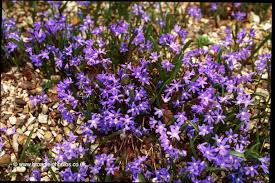 Small blue spring flowers uk. Small Blue Bulbs Broadleigh Gardens